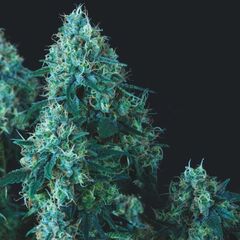 Black Cherry Punch Reg, Фасовка: 7